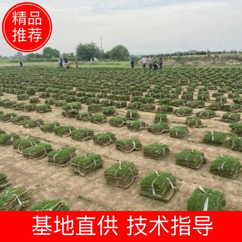 【推荐】江苏百慕大草坪基地直供品质保证诚信经营欢迎联系