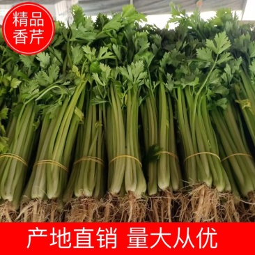 【热销】芹菜安徽精品香芹一手货源量大从优欢迎咨询