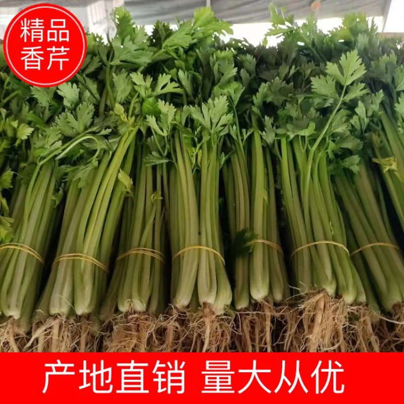 【热销】芹菜安徽精品香芹一手货源量大从优欢迎咨询
