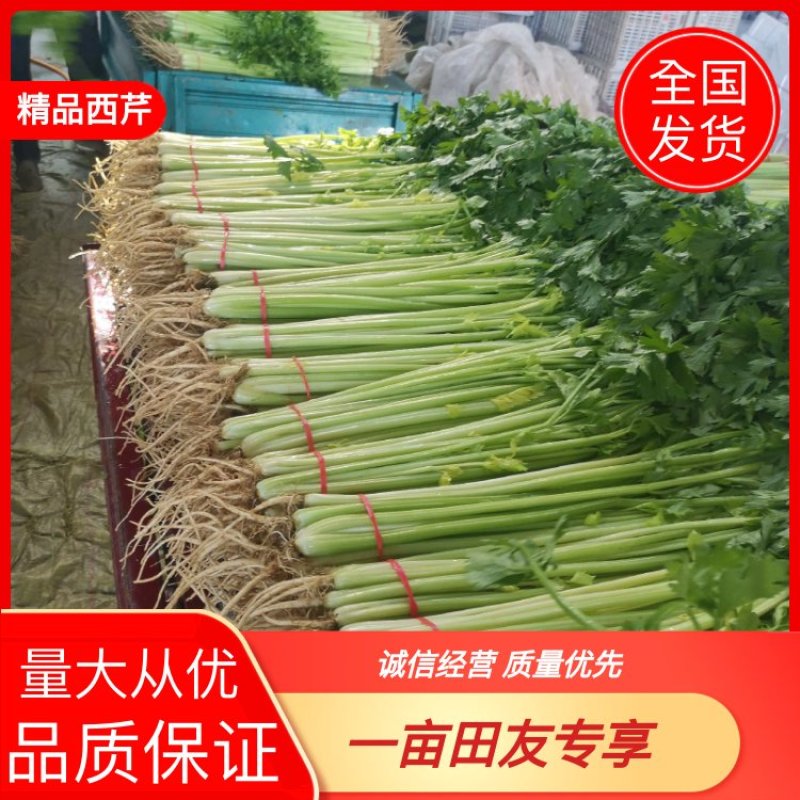 【好货】芹菜怀远精品西芹大量供应品质保证欢迎咨询