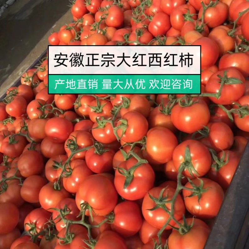【全国发货】西红柿怀远大红西红柿产地直销可视频看货