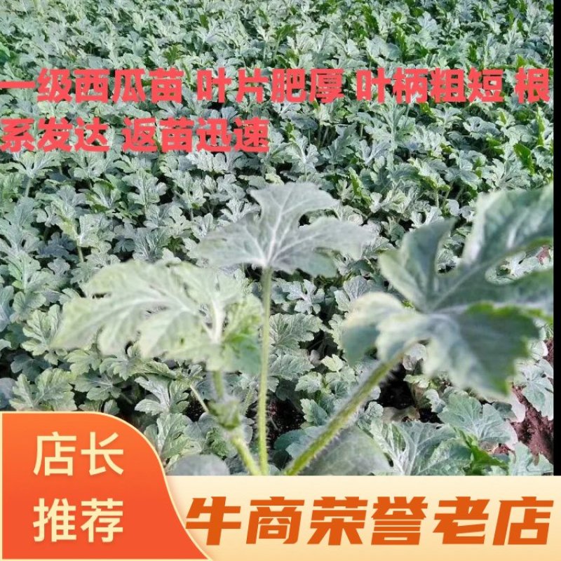 西瓜苗嫁接西瓜苗产量高优质抗病美都8424