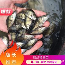 湖南精品桂鱼苗产地直发品种齐全全国发货欢迎