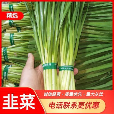 四川精品小叶韭菜百亩基地，货源充足，大量上市（以诚为本）