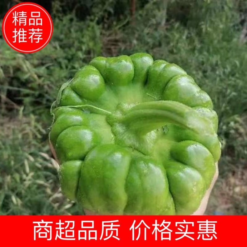 云南姜柄瓜香甜味小南瓜春季四季丫丫瓜蔬菜