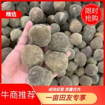 化州橘红果，正宗化橘红，精品货源，诚信经营，欢迎选购