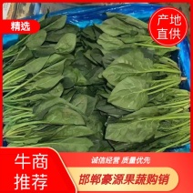 精品菠菜，现货供应，全国，质量保证，大量供应