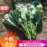 菠菜精品菠菜供应大叶菠菜，各种规格包装支持，代发全国