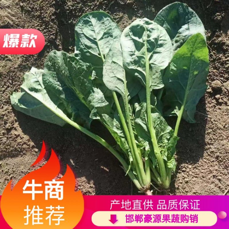 菠菜精品菠菜供应大叶菠菜，各种规格包装支持，代发全国