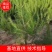 油松杯苗，80起步到一米二18/18——21/21杯子