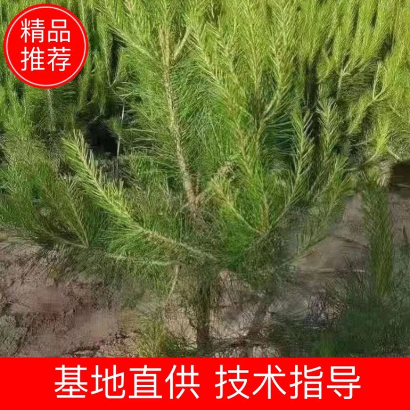 油松杯苗，80起步到一米二18/18——21/21杯子