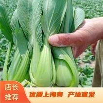 上海青，小青菜，商超品质，量大，欢迎前来选购