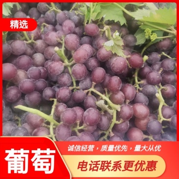 冠县葡萄夏黑葡萄大量上市，产地直供可视频看货
