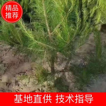 油松！成活率高，苗圃直营，绿化造林均可！欢迎您来采购！