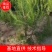 油松！成活率高，苗圃直营，绿化造林均可！欢迎您来采购！