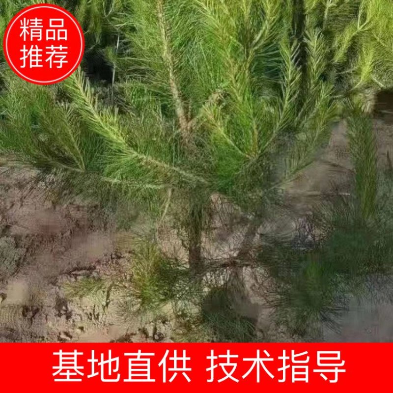 油松！成活率高，苗圃直营，绿化造林均可！欢迎您来采购！