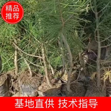 苗圃直营！成活率高！绿化，造林不同规格杯苗大田都有货！