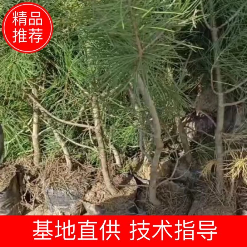 苗圃直营！成活率高！绿化，造林不同规格杯苗大田都有货！