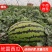 【诚信商家】东北吉林地雷西瓜品质保证视频看货