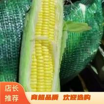 广东海丰甜玉米大量上市咯！质量杠杠滴，无虫眼，青包