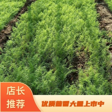 河北沧州茴香大量上市，产地直销，支持视频看货