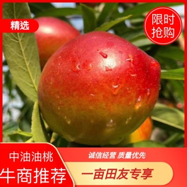 中油19油桃，个头大，颜色漂亮，黄肉，口感脆甜，黄土高坡