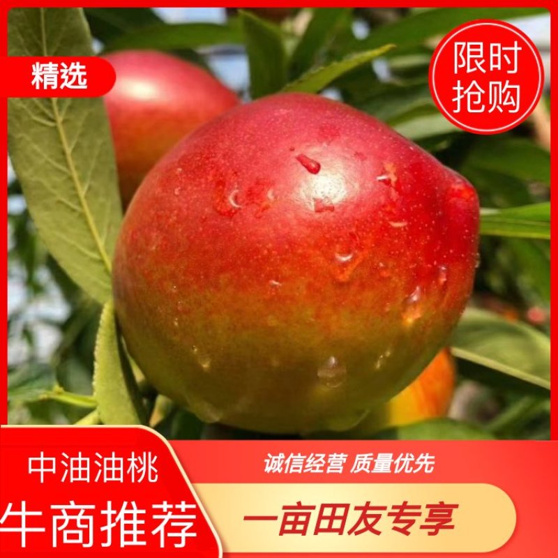 中油19油桃，个头大，颜色漂亮，黄肉，口感脆甜，黄土高坡