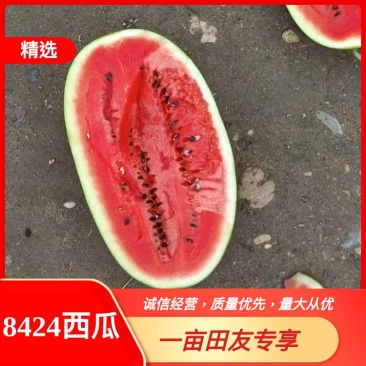 湖北宜城天干的西瓜糖度高口感好，产地直销，包熟包甜可视频