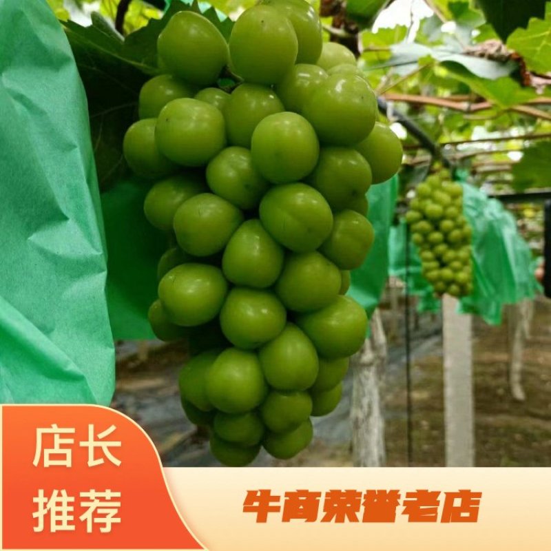 阳光玫瑰串型好，果粒饱满，万亩基地，原产地货源，口感纯正