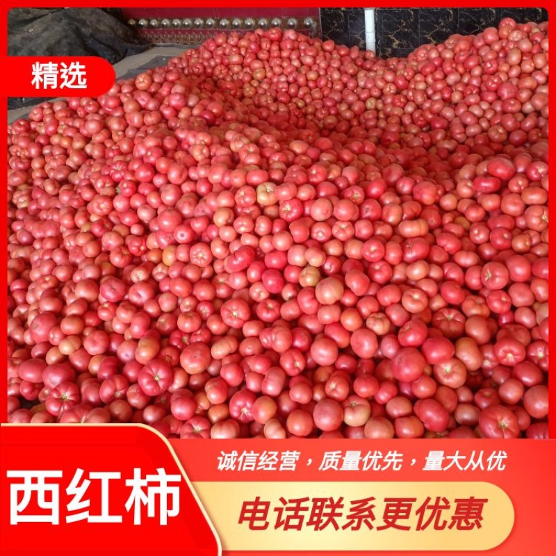 陕西富平硬粉西红柿