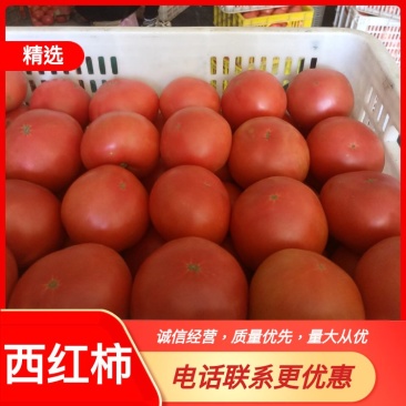 陕西富平硬粉西红柿，果行包满，汁多味甜现摘现发，自家种植。