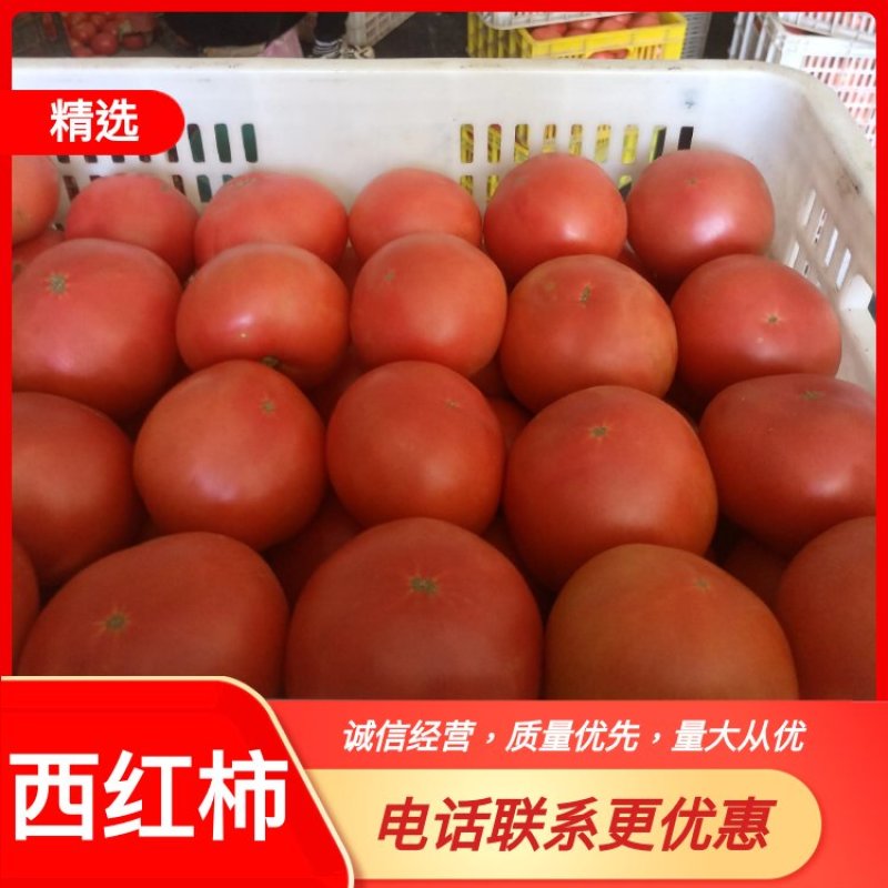 陕西富平硬粉西红柿，果行包满，汁多味甜现摘现发，自家种植。