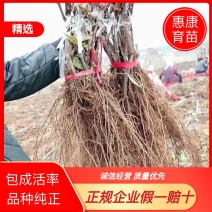 葡萄苗
