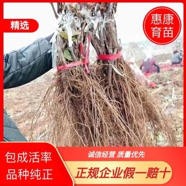 葡萄苗