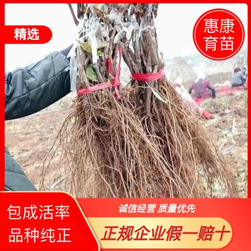 葡萄苗