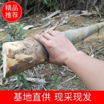 2022新鲜甜竹笋，可供电商一件代发，基地直发欢迎选购
