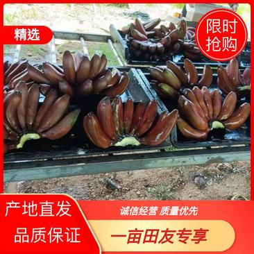 海南咖啡蕉红蕉大量上市量大从优欢迎咨询选购
