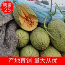 【哈密瓜】山东精品小蜜25甜瓜产地直销量大从优全国发货