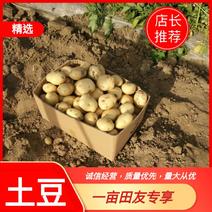 昌黎中薯5号土豆精品产地直供大量供应