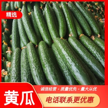 山东莘县密刺黄瓜，大量上市中，一手货源，货源充足。