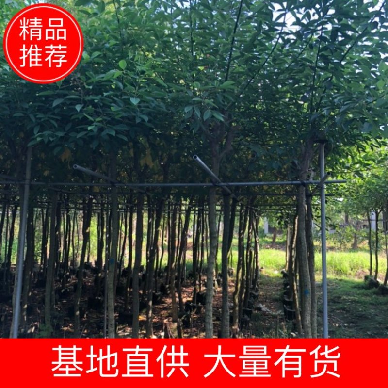 鸡冠刺桐3-12分大量出售基地直销规格齐全