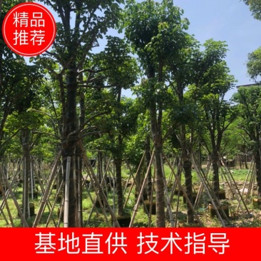 秋枫5-20分大量出售，支持视频看货，供应全国