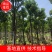 秋枫5-20分大量出售，支持视频看货，供应全国