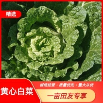 精品黄心大白菜个头高，颜色绿，无虫眼无烧心，价格美丽欢迎老单