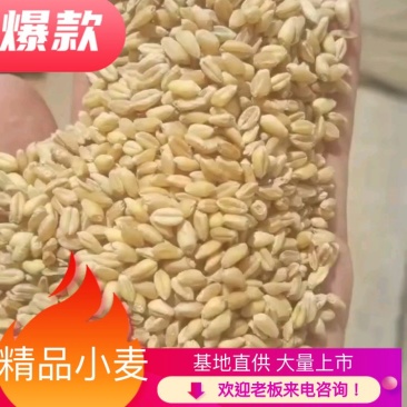 精品小麦粒产地直供一手货源品质保证诚信经营！
