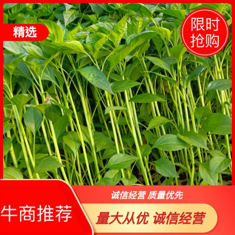 云南优选玉溪辣椒苗清秀整齐，根系好成活高，品种全产量高