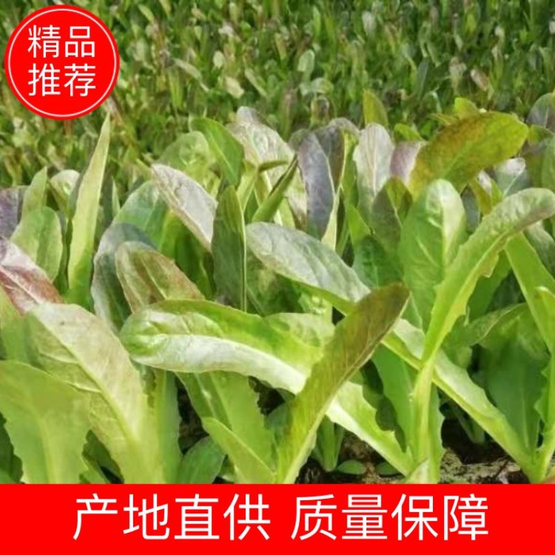 云南玉溪莴苣紫叶香芛苗清秀整齐，根系好成活高，品种全产量高