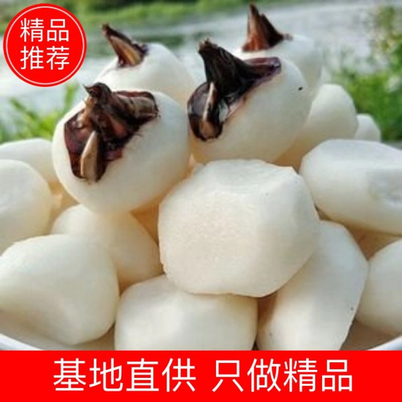 广西荔浦白马蹄产地直发荸荠优质马蹄肉货源充足