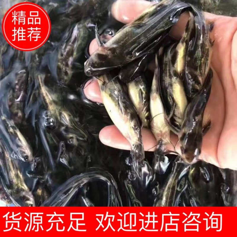 花鲢鱼苗鱼苗品种齐全！花鲢，鲫鱼，桂鱼，草鱼欢迎咨询