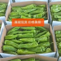 陕北的辣椒大量上市，欢迎客商来采购，
